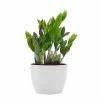 United Nursery Zamioculcas Zamiifolia Live ZZ Plant in 6 in. Premium Ecopots Pure White 1 United Nursery Zamioculcas Zamiifolia Live ZZ Plant in 6 in. Premium Ecopots Pure White -Cheap Garden Center Store united nursery indoor plants zz6shpw 64 1000