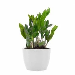 United Nursery Zamioculcas Zamiifolia Live ZZ Plant in 6 in. Premium Ecopots Pure White
