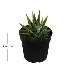 United Nursery Haworthia Succulent Variety in 4 in. Grower Pot ( 4-Pack) -Cheap Garden Center Store united nursery succulents 79047 1f 1000