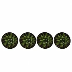 United Nursery Haworthia Succulent Variety in 4 in. Grower Pot ( 4-Pack) -Cheap Garden Center Store united nursery succulents 79047 4f 1000