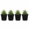 United Nursery Haworthia Succulent Variety in 4 in. Grower Pot ( 4-Pack) 1 United Nursery Haworthia Succulent Variety in 4 in. Grower Pot ( 4-Pack) -Cheap Garden Center Store united nursery succulents 79047 64 1000