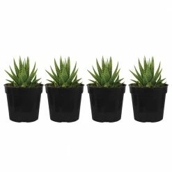 United Nursery Haworthia Succulent Variety in 4 in. Grower Pot ( 4-Pack)