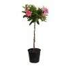 United Nursery 2 Gal. 9.25 in. Pink Mandevilla Topiary Plant in Grower Pot