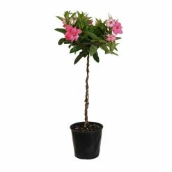 United Nursery 2 Gal. 9.25 in. Pink Mandevilla Topiary Plant in Grower Pot